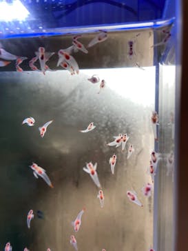 アクアワールド茨城県大洗水族館に投稿された画像（2025/3/29）