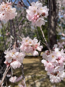 元離宮二条城に投稿された画像（2025/3/29）
