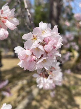 元離宮二条城に投稿された画像（2025/3/29）