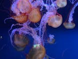 すみだ水族館に投稿された画像（2025/3/29）
