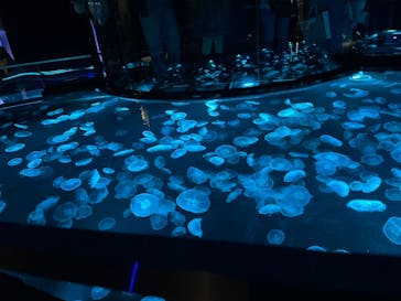 すみだ水族館に投稿された画像（2025/3/29）