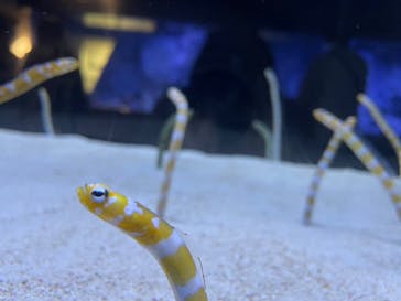 すみだ水族館に投稿された画像（2025/3/29）