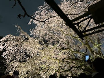 六義園に投稿された画像（2025/3/29）