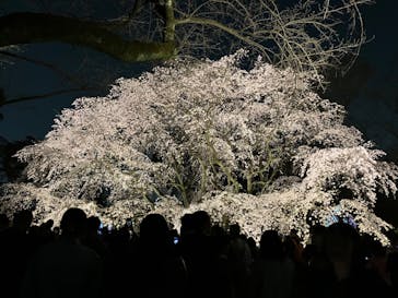 六義園に投稿された画像（2025/3/29）