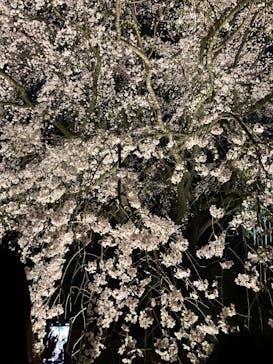 六義園に投稿された画像（2025/3/29）