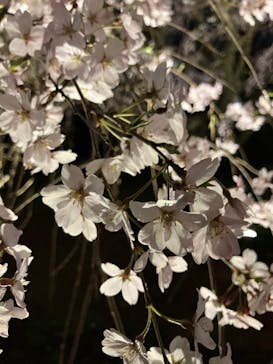 六義園に投稿された画像（2025/3/29）