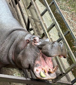 長崎バイオパークに投稿された画像（2025/3/29）