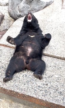 奥飛騨クマ牧場に投稿された画像（2025/3/29）