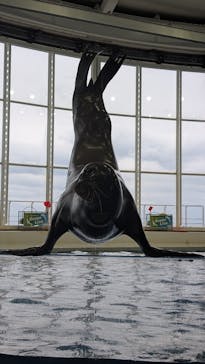 アクアワールド茨城県大洗水族館に投稿された画像（2025/3/29）