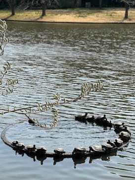 三溪園に投稿された画像（2025/3/29）