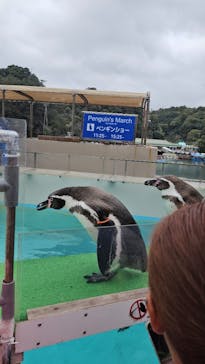 下田海中水族館に投稿された画像（2025/3/29）