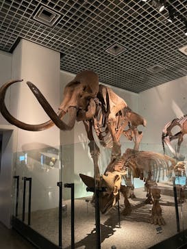 国立科学博物館に投稿された画像（2025/3/29）