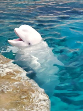 名古屋港水族館に投稿された画像（2025/3/29）