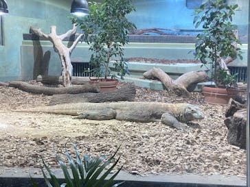 名古屋市東山動植物園に投稿された画像（2025/3/29）