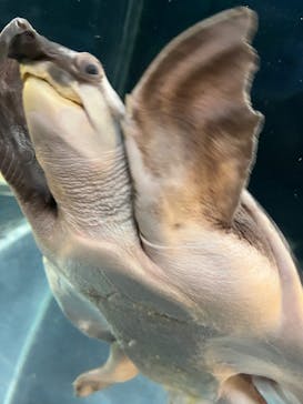 箱根園水族館に投稿された画像（2025/3/29）