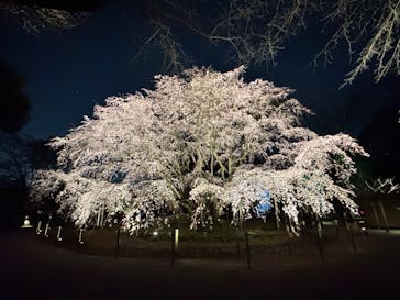 六義園に投稿された画像（2025/3/29）