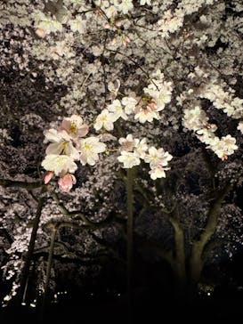 六義園に投稿された画像（2025/3/29）