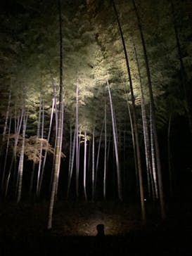 六義園に投稿された画像（2025/3/29）