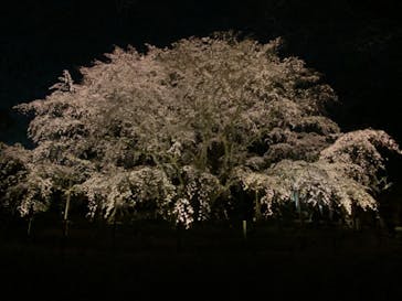 六義園に投稿された画像（2025/3/29）