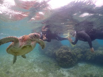 タビワク　宮古島に投稿された画像（2025/3/29）