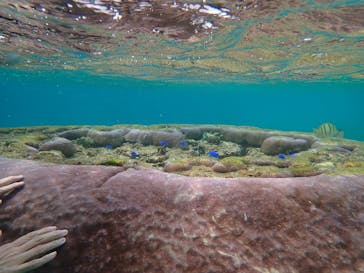 タビワク　宮古島に投稿された画像（2025/3/29）