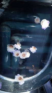 すみだ水族館に投稿された画像（2025/3/29）