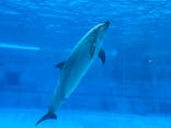 名古屋港水族館に投稿された画像（2025/3/29）