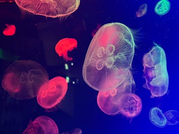 名古屋港水族館に投稿された画像（2025/3/29）