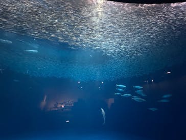 名古屋港水族館に投稿された画像（2025/3/29）