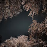 六義園に投稿された画像（2025/3/29）