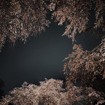 六義園に投稿された画像（2025/3/29）