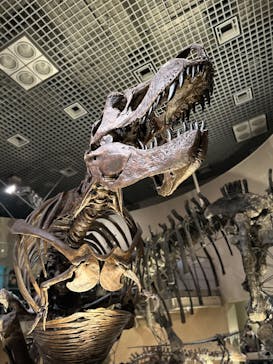 国立科学博物館に投稿された画像（2025/3/29）