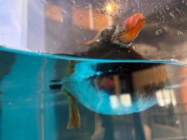 アクアワールド茨城県大洗水族館に投稿された画像（2025/3/29）