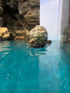 アクアワールド茨城県大洗水族館に投稿された画像（2025/3/29）