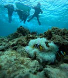 青の洞窟専門店　沖縄ダイビングショップ和に投稿された画像（2025/3/29）