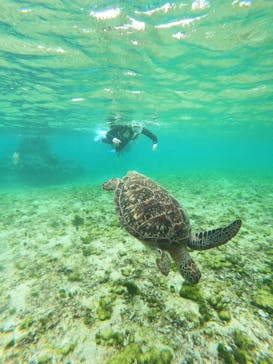 nico 宮古島に投稿された画像（2025/3/29）