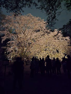 六義園に投稿された画像（2025/3/29）