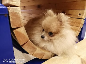 いぬカフェRio イオンモール福岡店に投稿された画像（2025/3/29）