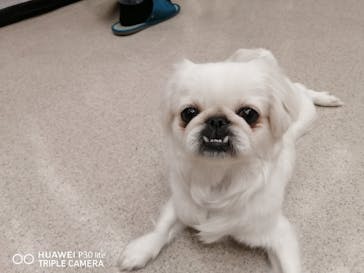 いぬカフェRio イオンモール福岡店に投稿された画像（2025/3/29）