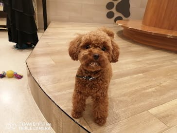 いぬカフェRio イオンモール福岡店に投稿された画像（2025/3/29）