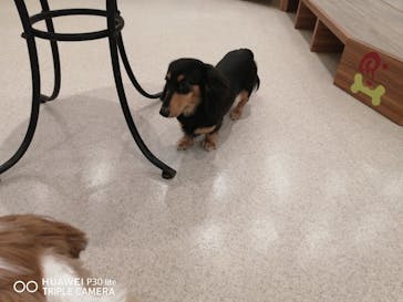 いぬカフェRio イオンモール福岡店に投稿された画像（2025/3/29）