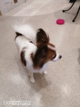 いぬカフェRio イオンモール福岡店に投稿された画像（2025/3/29）