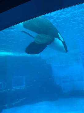 名古屋港水族館に投稿された画像（2025/3/29）