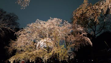 六義園に投稿された画像（2025/3/29）