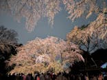 六義園に投稿された画像（2025/3/29）