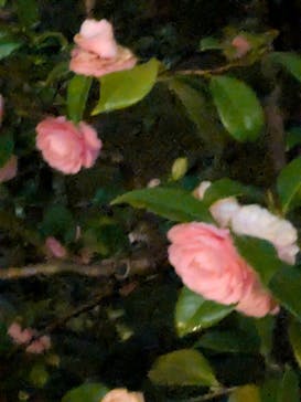 六義園に投稿された画像（2025/3/29）