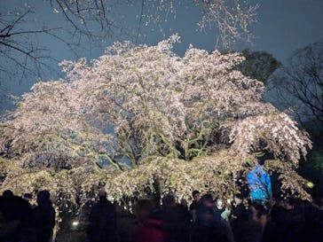 六義園に投稿された画像（2025/3/29）