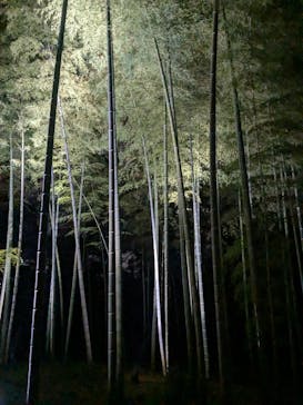 六義園に投稿された画像（2025/3/29）