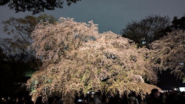 六義園に投稿された画像（2025/3/29）