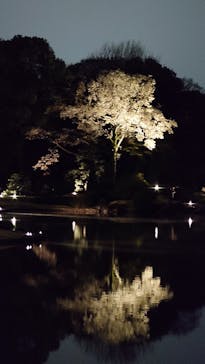 六義園に投稿された画像（2025/3/29）